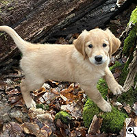 &copy; Working Golden Retriever of Enchanted Garden